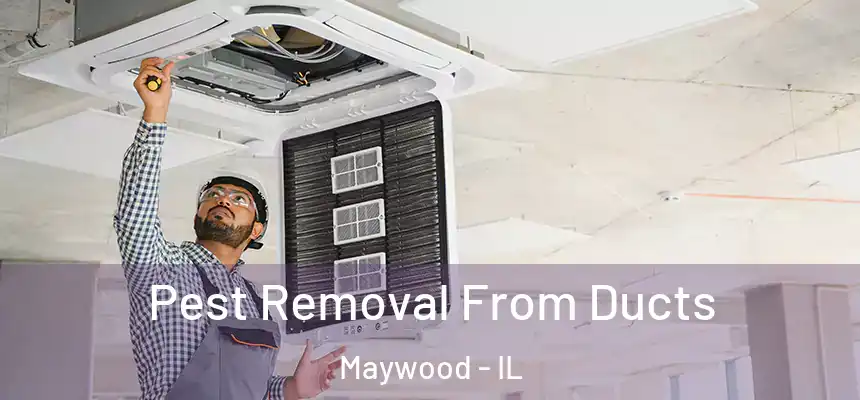 Pest Removal From Ducts Maywood - IL